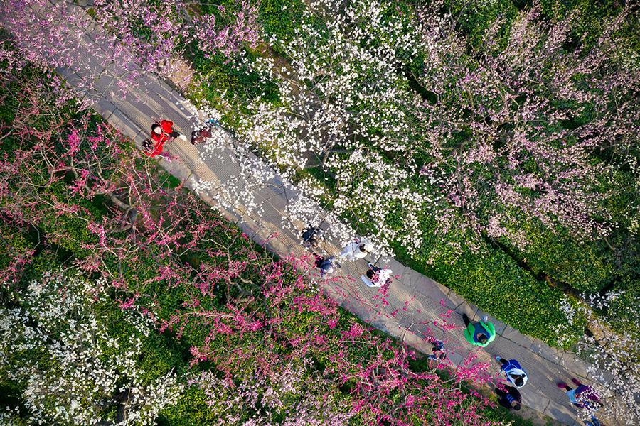 Visitors enjoy a spring outing on Meihua Mountain, Nanjing city, Jiangsu Province, Mar. 10, 2019. Blooming flowers and leaves on the trees give the new season some fresh color. (Photo/Asianewsphoto)