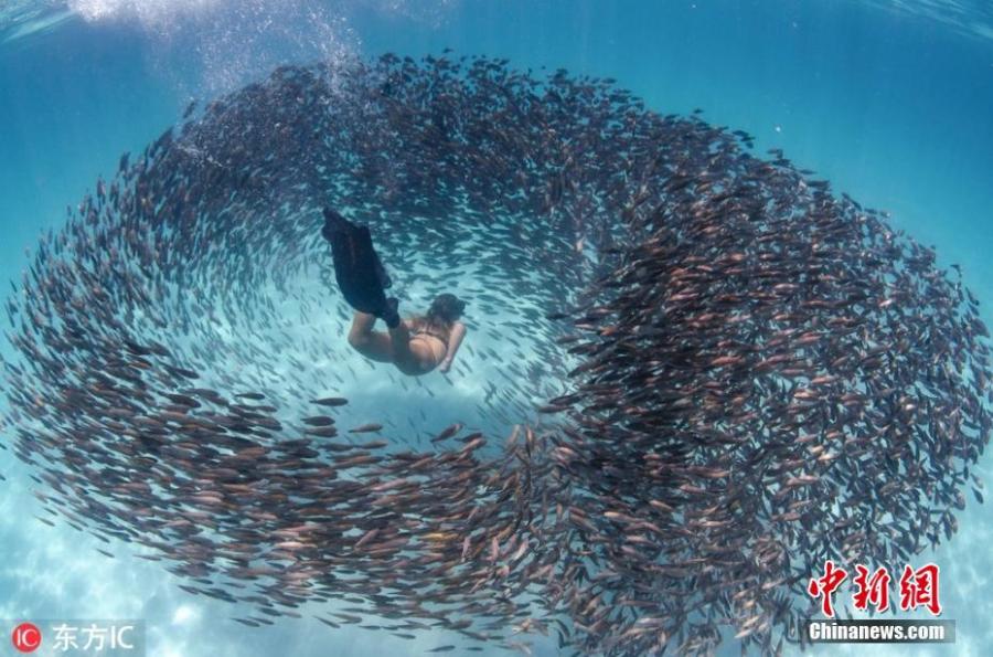 <?php echo strip_tags(addslashes(Breathtaking photo shows an adventurous freediver swimming through schools of parrot fish on Western Australia's Ningaloo Reef, March 12, 2019.  (Photo/IC)

<p>Lilly Palmer took the breathtaking photos while she and a group of friends were free-diving at Coral Bay on the Ningaloo Reef in Western Australia.)) ?>