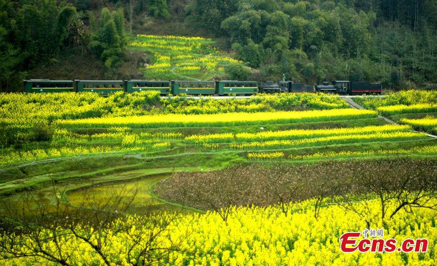 The Jiayang steam train passes through bright yellow rapeseed fields in Jianwei County, Southwest China\'s Sichuan Province, March 12, 2019. The Jiayang steam train, which has been running for half a century and still operates on old narrow-gauge tracks, is a major contributor to the local tourism industry. (Photo: China News Service/Liu Zhongjun)