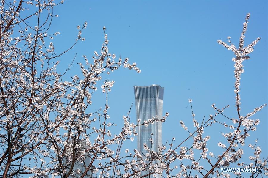 <?php echo strip_tags(addslashes(Photo taken on March 12, 2019 shows blooming flowers at a park in Beijing, capital of China. (Xinhua/Ju Huanzong))) ?>