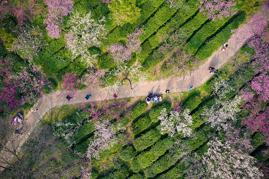 Visitors enjoy a spring outing on Meihua Mountain, Nanjing city, Jiangsu Province, Mar. 10, 2019. Blooming flowers and leaves on the trees give the new season some fresh color. (Photo/Asianewsphoto)