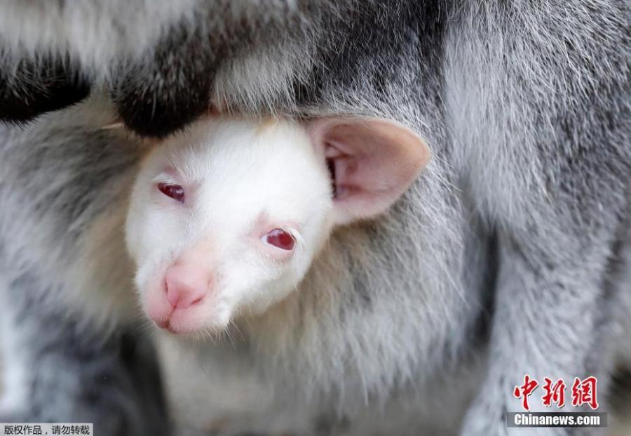 A wallaby albino baby kangaroo is seen in pouch of its mother in his enclosure in the zoo in Decin, Czech Republic, March 13, 2019. Rarely seen albino baby kangaroo born about month ago.  (Photo/Agencies)
