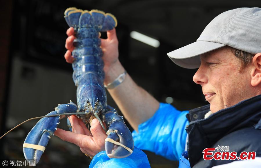 Fishmonger and owner of Collingwood Seafood, in North Shields, Tony McLean, 38, shows off a rare blue lobster caught off the coast of Northumberland, Britain, March 13, 2019. The cerulean crustacean is said to be as rare as one in two million. The fishmonger is now considering whether to donate the blue beauty to a local aquarium. (Photo/VCG)