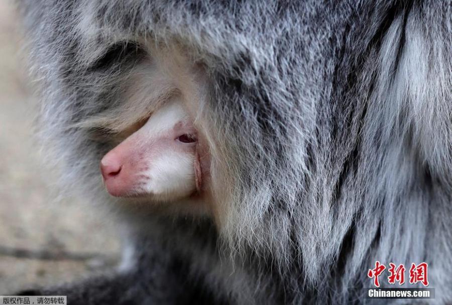 A wallaby albino baby kangaroo is seen in pouch of its mother in his enclosure in the zoo in Decin, Czech Republic, March 13, 2019. Rarely seen albino baby kangaroo born about month ago.  (Photo/Agencies)