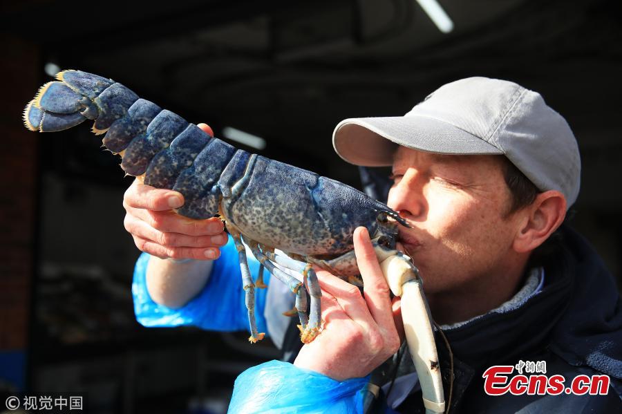 Fishmonger and owner of Collingwood Seafood, in North Shields, Tony McLean, 38, shows off a rare blue lobster caught off the coast of Northumberland, Britain, March 13, 2019. The cerulean crustacean is said to be as rare as one in two million. The fishmonger is now considering whether to donate the blue beauty to a local aquarium. (Photo/VCG)