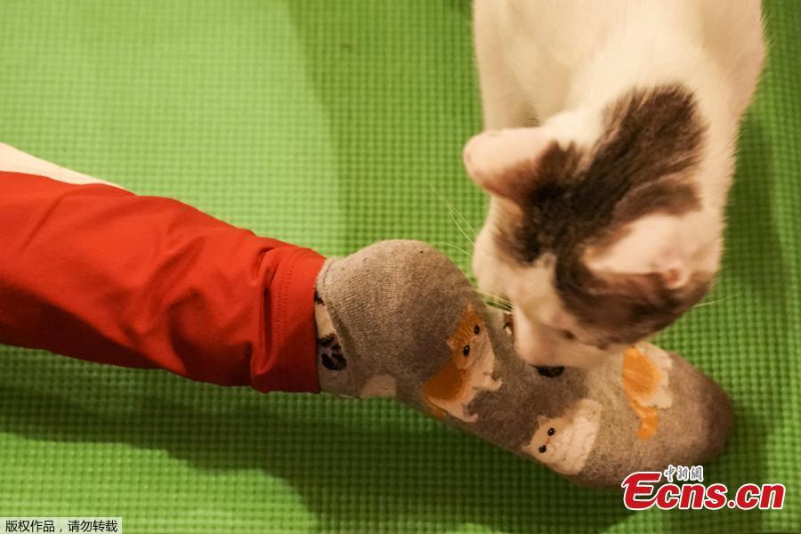 A cat sniffs a woman\'s sock during a cat yoga class at Brooklyn cat cafe in Brooklyn, New York, U.S., March 13, 2019. (Photo/Agencies)