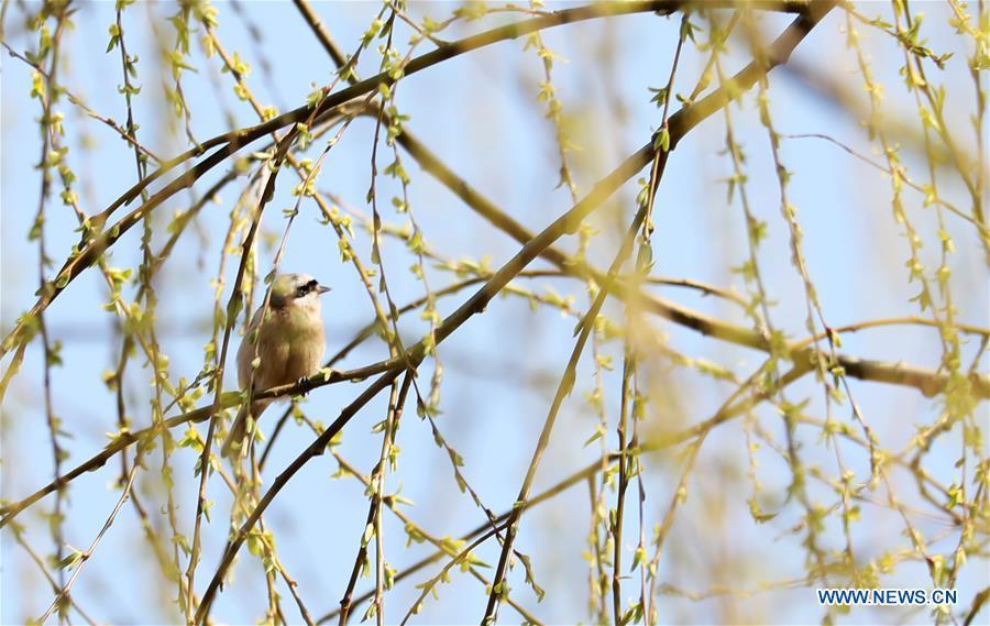 A bird is seen on a willow in Tancheng County in Linyi, east China\'s Shandong Province, March 14, 2019. (Xinhua/Zhang Chunlei)