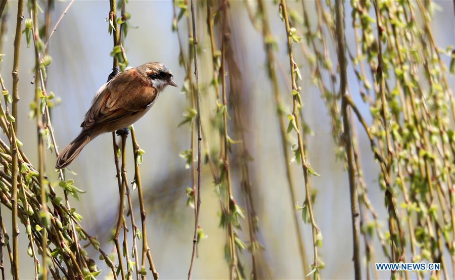 A bird is seen on a willow in Tancheng County in Linyi, east China\'s Shandong Province, March 14, 2019. (Xinhua/Zhang Chunlei)