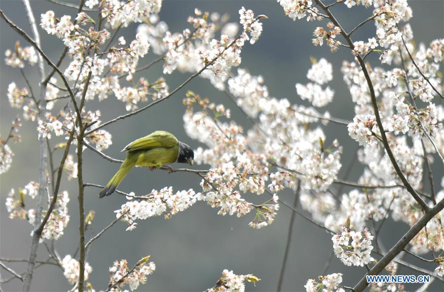 A bird is seen on a flowering tree at Changyangou Village of Wanzhai Township in Xuan\'en County, central China\'s Hubei Province, March 14, 2019. (Xinhua/Song Wen)