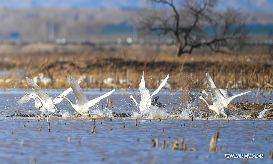 Photo taken on March 12, 2019 shows swans at the Yellow River wetland in Dalad Qi, Ordos, north China\'s Inner Mongolia Autonomous Region. (Xinhua/Peng Yuan)
