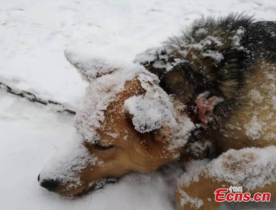 A dog is believed to be killed in a suspected Siberian tiger attack in a mountain village close to the Russian border in Hegang City, Northwest China’s Heilongjiang Province. Local police are urging villagers to be alert to possible tiger attacks. (Photo provided to China News Service)