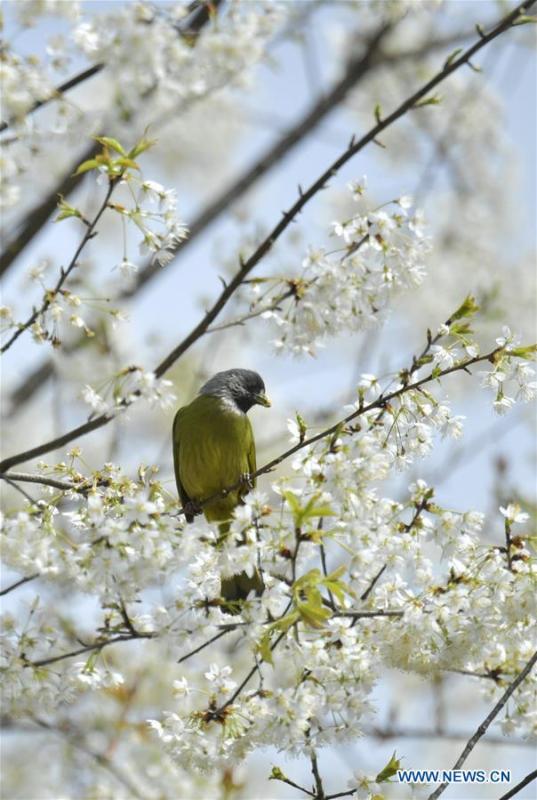 A bird is seen on a flowering tree at Changyangou Village of Wanzhai Township in Xuan\'en County, central China\'s Hubei Province, March 14, 2019. (Xinhua/Song Wen)