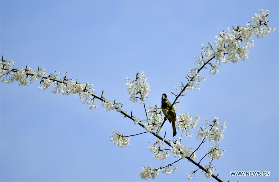 A bird is seen on a flowering tree at Changyangou Village of Wanzhai Township in Xuan\'en County, central China\'s Hubei Province, March 14, 2019. (Xinhua/Song Wen)