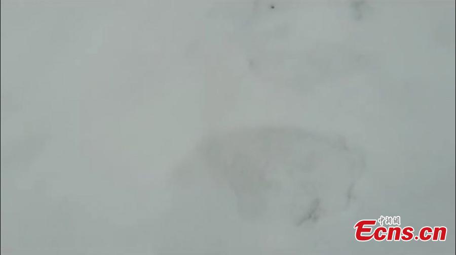 Pawprints thought to have been left by a tiger at a mountain village close to the Russian border in Hegang City, Northwest China’s Heilongjiang Province. Local police are urging villagers to be alert to possible tiger attacks. (Photo provided to China News Service)