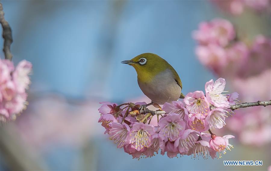 A bird is seen on a flowering tree at a scenic spot in Wuxi, east China\'s Jiangsu Province, March 14, 2019. (Xinhua/Pan Zhengguang)