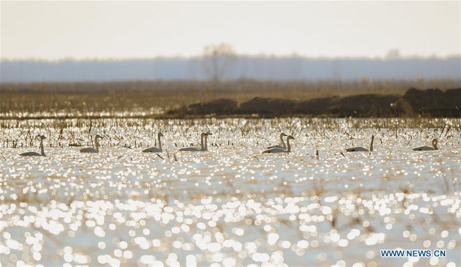 Photo taken on March 12, 2019 shows swans at the Yellow River wetland in Dalad Qi, Ordos, north China\'s Inner Mongolia Autonomous Region. (Xinhua/Peng Yuan)