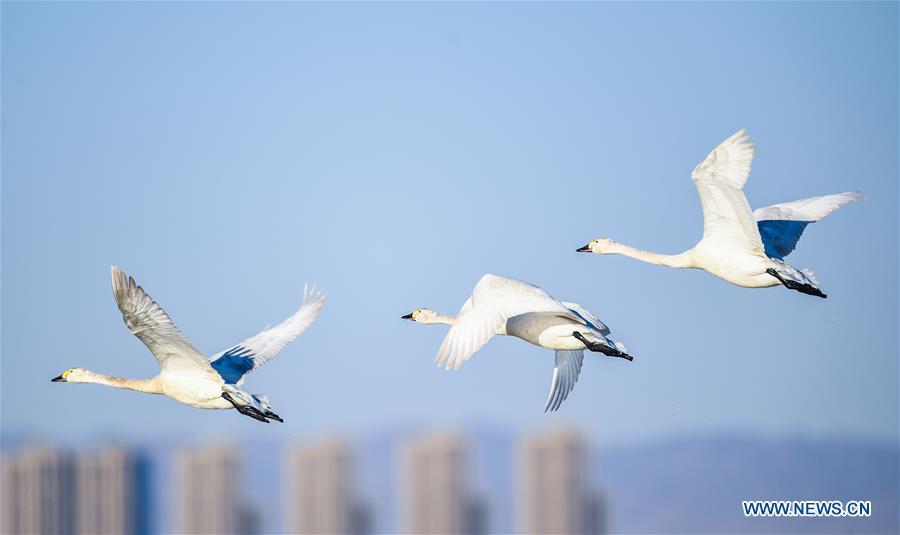 Photo taken on March 12, 2019 shows swans flying above the Yellow River wetland in Dalad Qi, Ordos, north China\'s Inner Mongolia Autonomous Region. (Xinhua/Peng Yuan)