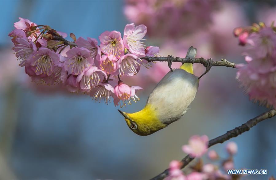 A bird is seen on a flowering tree at a scenic spot in Wuxi, east China\'s Jiangsu Province, March 14, 2019. (Xinhua/Pan Zhengguang)