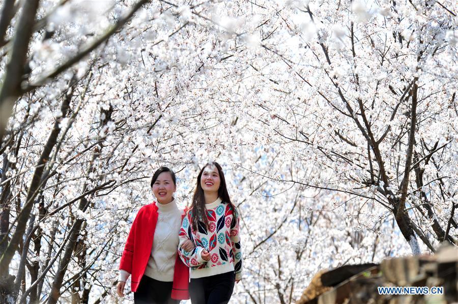 Visitors walk under blooming blossoms in Huanghua Town of Yichang City, central China\'s Hubei Province, March 14, 2019. (Xinhua/Zhang Guorong)
