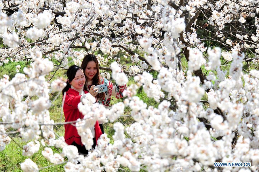 Visitors pose for selfie under blooming blossoms in Huanghua Town of Yichang City, central China\'s Hubei Province, March 14, 2019. (Xinhua/Zhang Guorong)