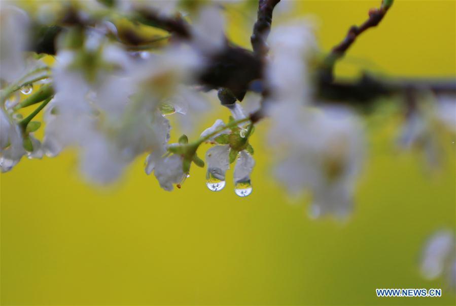 Photo taken on March 17, 2019 shows plum tree blossom in rain in Hengyang City, central China\'s Hunan Province. (Xinhua/Cao Zhengping)