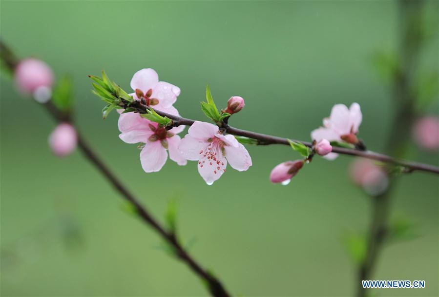 Photo taken on March 17, 2019 shows peach blossom in rain in Yongzhou City, central China\'s Hunan Province. (Xinhua/He Hongfu)