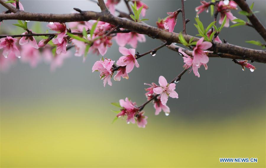 Photo taken on March 17, 2019 shows peach blossom in rain in Yongzhou City, central China\'s Hunan Province. (Xinhua/He Hongfu)