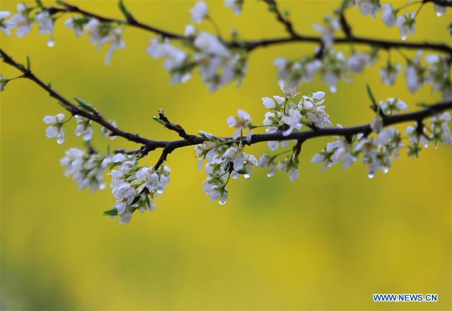 Photo taken on March 17, 2019 shows plum tree blossom in rain in Hengyang City, central China\'s Hunan Province. (Xinhua/Cao Zhengping)