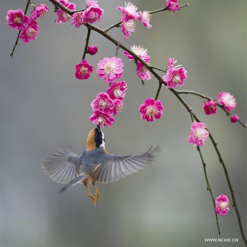 <?php echo strip_tags(addslashes(A bird flies to plum blossom in Wuxi, east China's Jiangsu Province, March 18, 2019. (Xinhua/Pan Zhengguang))) ?>