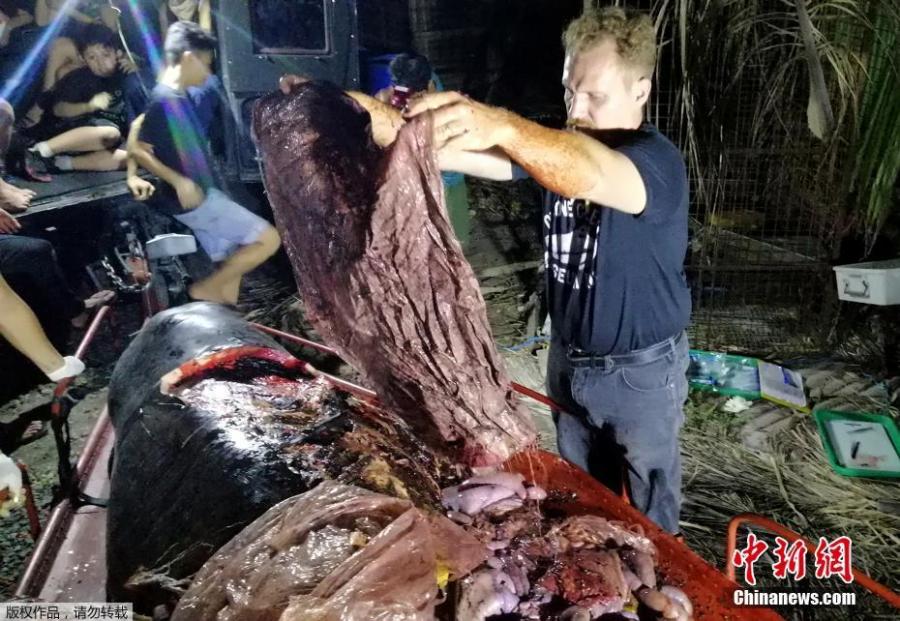 Photo taken on March 16, 2019 shows plastic waste found in the stomach of a Cuvier\'s beaked whale in Compostela Valley, Davao on the southern Philippine island of Mindanao. A starving whale with 40 kilos (88 pounds) of plastic trash in its stomach has died after being washed ashore in the Philippines, activists said on March 18, calling it one of the worst cases of poisoning they have seen. (Photo/Agencies)
