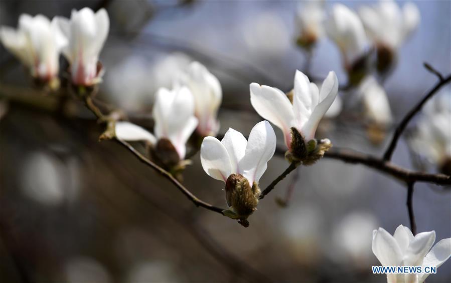 <?php echo strip_tags(addslashes(Blooming magnolia flowers are seen in Enshi City, central China's Hubei Province, March 18, 2019. (Xinhua/Yang Shunpi))) ?>