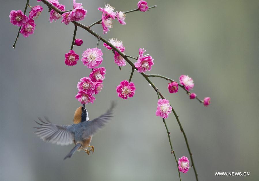 <?php echo strip_tags(addslashes(A bird flies to plum blossom in Wuxi, east China's Jiangsu Province, March 18, 2019. (Xinhua/Pan Zhengguang))) ?>