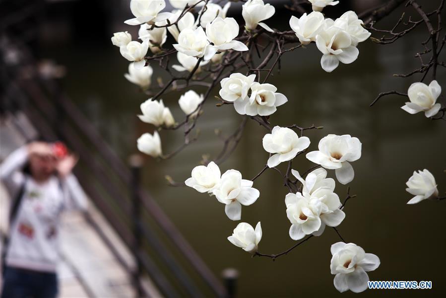 <?php echo strip_tags(addslashes(A tourist takes photo of magnolia flowers at Heyuan scenic spot in Yangzhou, east China's Jiangsu Province, March 18, 2019. (Xinhua/Meng Delong))) ?>