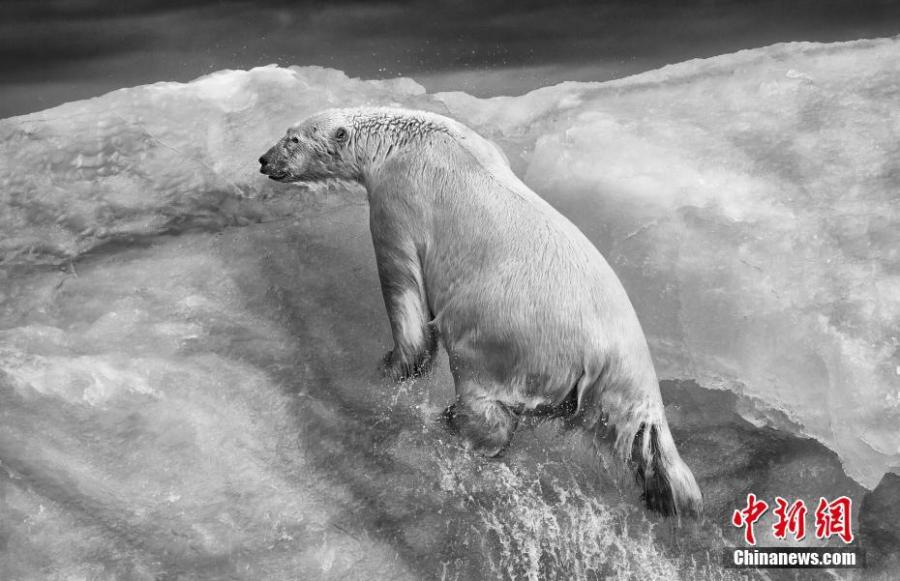 Paul Nicklen from Canada took second place in the \'Portfolio Category.\' (Photo/VCG)