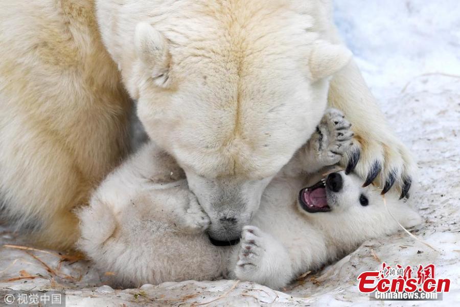 A polar bear feeds its two 3-month-old cubs at a zoo in Novosibirsk, Russia, March 19, 2019. (Photo/VCG)
