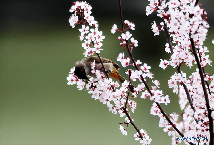 A bird stands on a tree\'s branch at Yuping Dong Autonomous County in Tongren City, southwest China\'s Guizhou Province, March 19, 2019. (Xinhua/Hu Panxue)