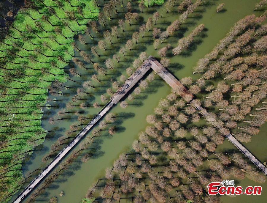 Aerial photos show a suburban park in Shanghai, the only wetland park in the metropolis, on March 19, 2019. The park boasts a wetland, a lake, a river and a forest, together forming a thriving ecosystem. Trees rooted in water cover an area of 60 mu (four hectares) and are the park\'s centerpiece and a big draw for spring tourists.  (Photo: China News Service/Zhang Hengwei)