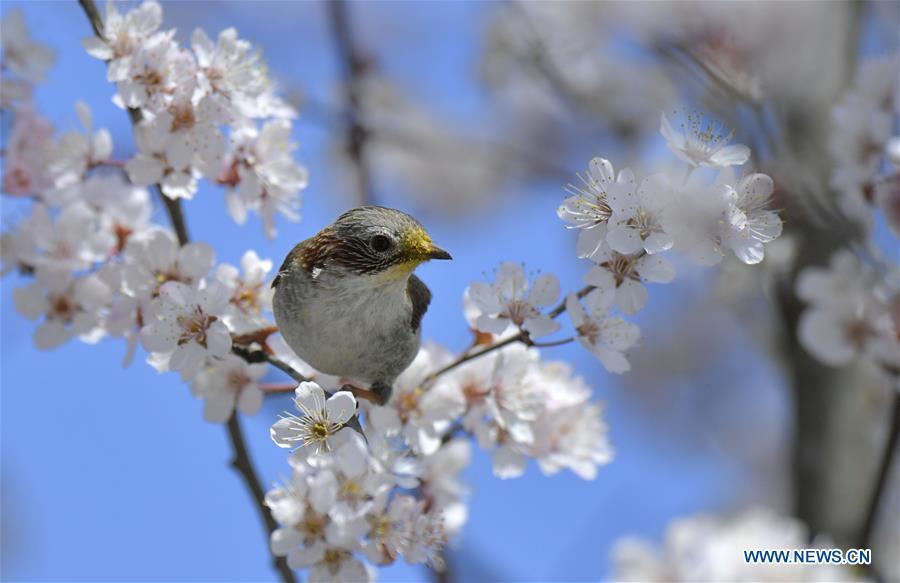 <?php echo strip_tags(addslashes(A bird is seen on a flowering tree in Xuan'en County, Enshi Tujia and Miao Autonomous Prefecture, central China's Hubei Province, March 18, 2019. (Xinhua/Song Wen))) ?>