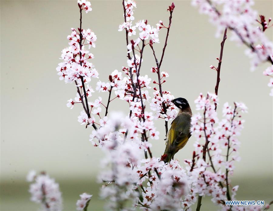 A bird stands on a tree\'s branch at Yuping Dong Autonomous County in Tongren City, southwest China\'s Guizhou Province, March 19, 2019. (Xinhua/Hu Panxue)