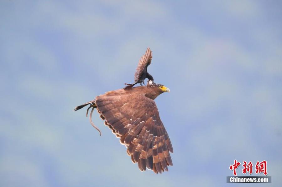 Photo taken by Chen-Kuang Chen is the first place in the \'General - Colour Category\'. (Photo/VCG)
