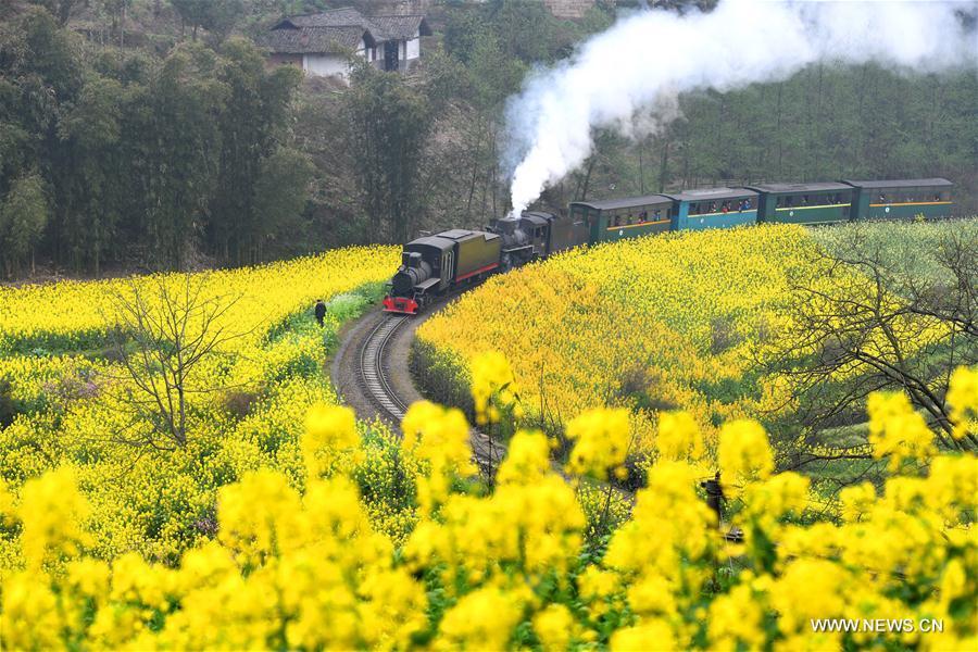 <?php echo strip_tags(addslashes(A Jiayang steam train runs on a narrow gauge railway in cole flower fields in Qianwei County, southwest China's Sichuan Province, March 20, 2019. The old-fashioned steam train, running on a narrow gauge railway in Qianwei County, serves mainly in sightseeing, but as increasing number of tourists visit the county in recent years, the train itself has become an attraction providing a journey of reminiscence. (Xinhua/Chen Tianhu))) ?>