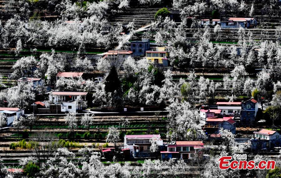 Pear blossoms in Jinchuan County, Sichuan Province, March 20, 2019. The county boasts 10,000mu (666 hectares) of pear trees, attracting tourists to enjoy the beautiful white flowers in the spring.  (Photo: China News Service/An Yuan)