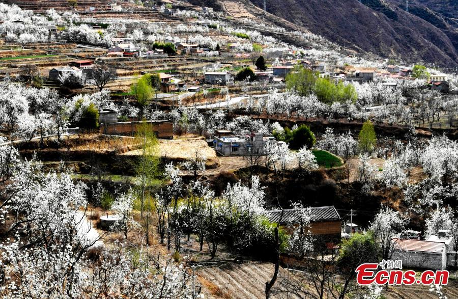 Pear blossoms in Jinchuan County, Sichuan Province, March 20, 2019. The county boasts 10,000mu (666 hectares) of pear trees, attracting tourists to enjoy the beautiful white flowers in the spring.  (Photo: China News Service/An Yuan)