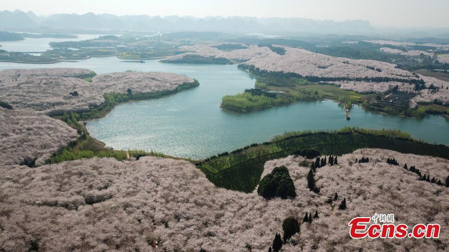 Aerial photo taken on March 20, 2019 shows cherry blossoms blooming in the Gui\'an New Area of southwest China\'s Guizhou Province. (Photo: China News Service/Qu Honglun)