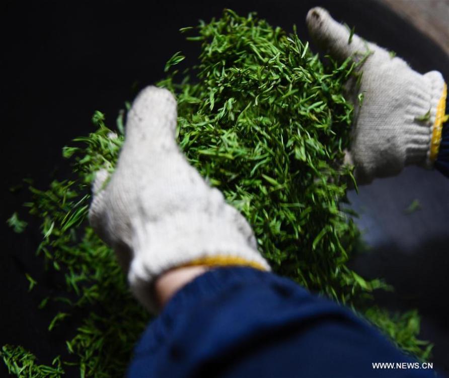 A tea craftsman bakes Biluochun tea leaves at a modern agricultural demonstration garden in Suzhou, east China\'s Jiangsu Province, March 20, 2019. Harvest season for Biluochun, one of the top tea varieties in China and the speciality of Suzhou, arrived recently. Farmers here are busy in harvesting tea leaves ahead of the Qingming Festival to produce the Mingqian (literally \