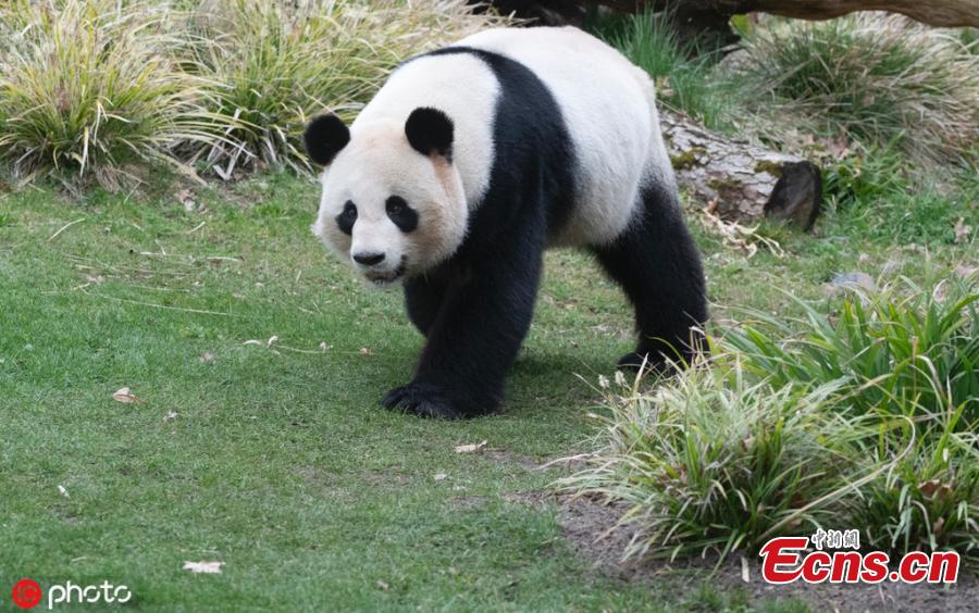 <?php echo strip_tags(addslashes(Giant panda Jiao Qing is seen at the Zoo in Berlin, Germany, March 21, 2019. Male panda Jiao Qing arrived in Berlin in 2017 together with female panda Meng Meng from the panda breeding and research base in Chengdu, Southwest China. The panda pair will stay in the zoo for 15 years. (Photo/IC))) ?>