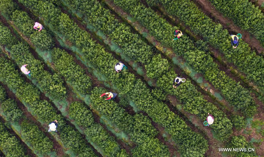 <?php echo strip_tags(addslashes(Aerial photo shows tea farmers picking Biluochun tea leaves at a modern agricultural demonstration garden in Suzhou, east China's Jiangsu Province, March 21, 2019. Harvest season for Biluochun, one of the top tea varieties in China and the speciality of Suzhou, arrived recently. Farmers here are busy in harvesting tea leaves ahead of the Qingming Festival to produce the Mingqian (literally 