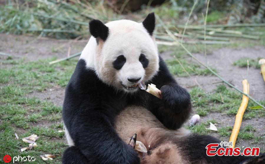 <?php echo strip_tags(addslashes(Giant panda Jiao Qing is seen at the Zoo in Berlin, Germany, March 21, 2019. Male panda Jiao Qing arrived in Berlin in 2017 together with female panda Meng Meng from the panda breeding and research base in Chengdu, Southwest China. The panda pair will stay in the zoo for 15 years. (Photo/IC))) ?>