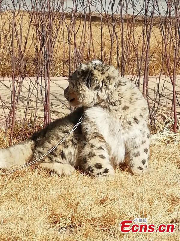 An eight-month-old snow leopard is seen in an animal sanctuary in Qushui County, Southwest China\'s Tibet Autonomous Region.  A local farmer found the cub, which will be released back to the wild when it is ready. (Photo provided to China News Service)