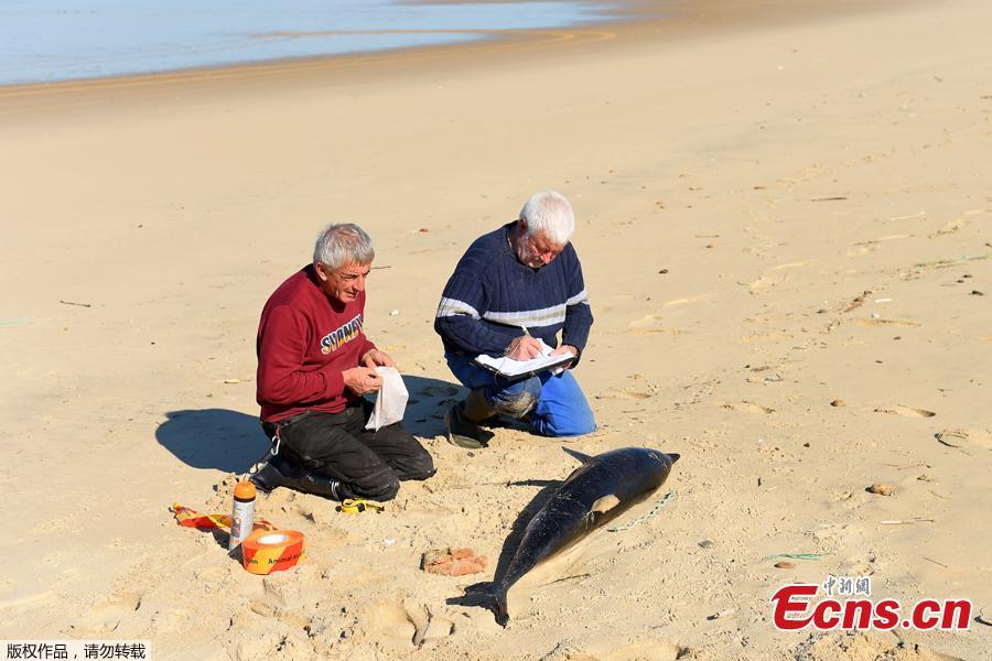 <?php echo strip_tags(addslashes(Volunteers of the Pelagis Obsevatory examine a dead dolphin on a beach of the Atlantic Ocean near Lacanau, southwestern France, on March 22, 2019.  Over 1,100 beached dolphins have been recorded on the French Atlantic coast, mainly in the Vendee, Charente-Maritime and Gironde deprtments, according to the Pelagis Observatory, a marine mammal and seabird research laboratory based in La Rochelle. 